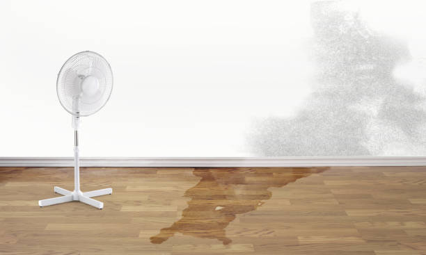 Best Basement water damage restoration  in Airy Heights, WA