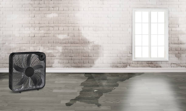 Best Carpet water damage restoration  in Airy Heights, WA